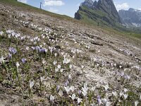 Crocus albiflorus 32, Saxifraga-Willem van Kruijsbergen
