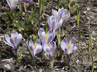 Crocus albiflorus 36, Saxifraga-Willem van Kruijsbergen