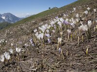 Crocus albiflorus 37, Saxifraga-Willem van Kruijsbergen