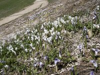 Crocus albiflorus 39, Saxifraga-Willem van Kruijsbergen