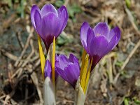 Crocus albiflorus 4, Saxifraga-Willem van Kruijsbergen
