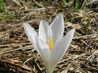 Crocus albiflorus 40, Saxifraga-Rutger Barendse