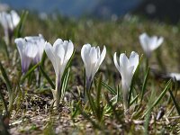 Crocus albiflorus 43, Saxifraga-Luuk Vermeer
