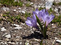Crocus albiflorus 45, Saxifraga-Luuk Vermeer