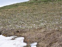 Crocus albiflorus 51, habitat, Saxifraga-Harry Jans