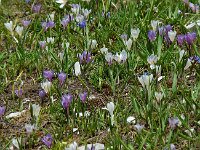 Crocus albiflorus 6, Saxifraga-Willem van Kruijsbergen