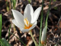 Crocus boryi