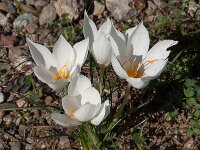 Crocus boryi 6, Saxifraga-Harry Jans