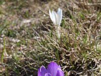 Crocus caeruleus