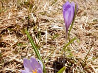 Crocus caeruleus 5, Saxifraga-Ed Stikvoort