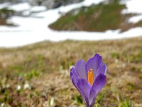Crocus caeruleus 7, Saxifraga-Ed Stikvoort