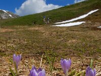 Crocus caeruleus 8, Saxifraga-Ed Stikvoort