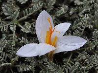 Crocus cancellatus