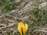 Crocus cvijicii