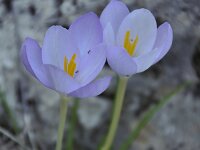 Crocus goulimyi