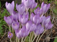 Crocus goulimyi ssp goulimyi 10, Saxifraga-Harry Jans