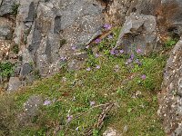 Crocus goulimyi ssp goulimyi 15, habitat, Saxifraga-Harry Jans