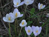 Crocus goulimyi ssp goulimyi 3, Saxifraga-Harry Jans