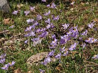 Crocus goulimyi ssp goulimyi 4, Saxifraga-Harry Jans