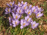 Crocus goulimyi ssp goulimyi 5, Saxifraga-Harry Jans