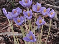 Crocus goulimyi ssp goulimyi 6, Saxifraga-Harry Jans
