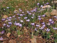 Crocus goulimyi ssp goulimyi 7, Saxifraga-Harry Jans