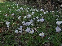 Crocus goulimyi ssp leucanthus 3, Saxifraga-Harry Jans