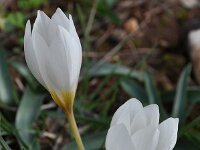 Crocus hadriaticus