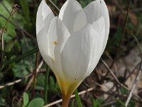 Crocus hadriaticus 2, Saxifraga-Harry Jans