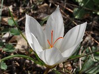 Crocus hadriaticus 3, Saxifraga-Harry Jans