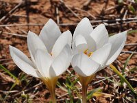 Crocus hadriaticus 6, Saxifraga-Harry Jans