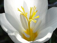 Crocus laevigatus