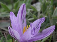 Crocus minimus