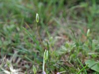 Crocus minimus 4, Saxifraga-Jeroen Willemsen