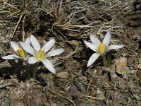 Crocus nevadensis