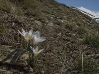 Crocus nevadensis 11, Saxifraga-Jan van der Straaten