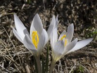 Crocus nevadensis 12, Saxifraga-Willem van Kruijsbergen
