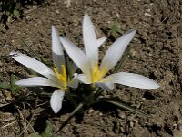 Crocus nevadensis 19, Saxifraga-Willem van Kruijsbergen
