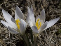 Crocus nevadensis 23, Saxifraga-Willem van Kruijsbergen