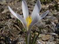 Crocus nevadensis 25, Saxifraga-Willem van Kruijsbergen