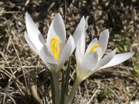 Crocus nevadensis 6, Saxifraga-Jan van der Straaten