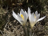Crocus nevadensis 7, Saxifraga-Jan van der Straaten