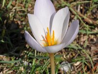 Crocus niveus