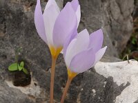 Crocus niveus 14, Saxifraga-Harry Jans