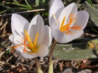 Crocus niveus 4, Saxifraga-Harry Jans