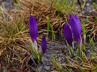 Crocus pelistericus