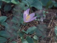 Crocus serotinus