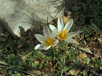 Crocus sieberi