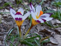 Crocus sieberi ssp sieberi 3, Saxifraga-Harry Jans