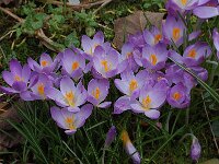 Crocus tommasinianus, Tommasinis Crocus